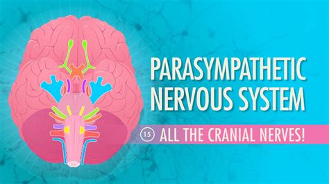Parasympathetic Nervous System Crash Course Anatomy And Physiolo
