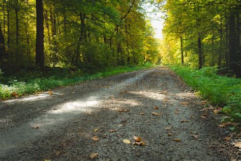 The Road Through The Forest And The First Fallen Leaves Stock Photo
