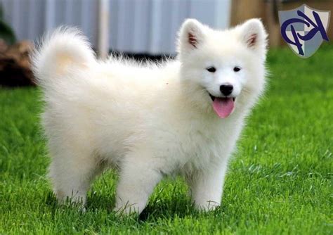 Nala, sara, teagen, lexi, & lily. Husky Samoyed Mix Puppies For Sale | PETSIDI