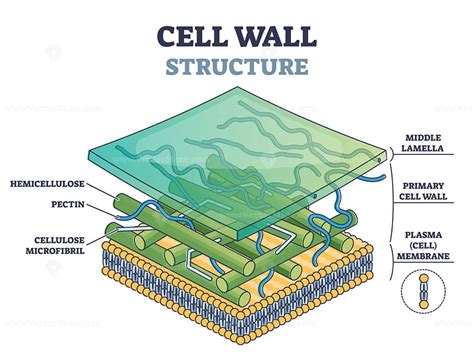 Components Of Plant Cell Wall