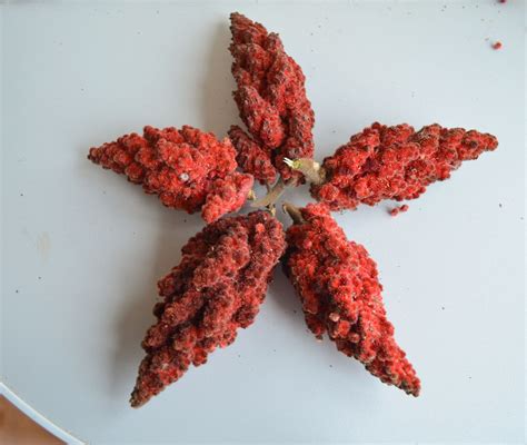 Natural Red Dried Sumac Tree Berries Nature Florist Craft Etsy