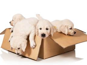 Each box is packed full of great surprises that keep moose stylish. Monthly treat boxes for dogs, cats and rabbits - with a ...
