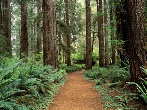Foto-Foto Pemandangan Hutan yang Alami (Ukuran Besar) - Planet Wallpapers
