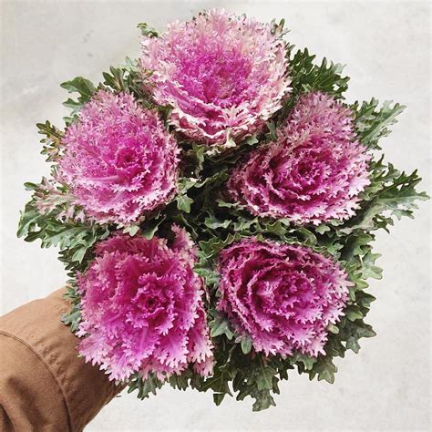 Choose Fresh & Cheap Flower Delivery in Sydney - Little ...