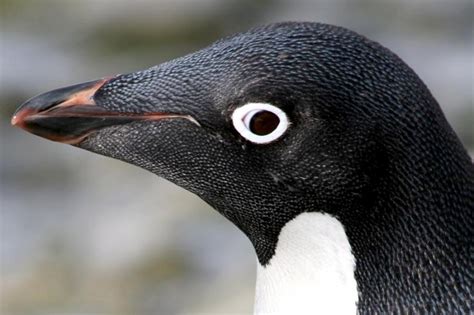Makes the penguin very agile in the water and enables them to catch their prey. Adélie Penguin - "OCEAN TREASURES" Memorial Library