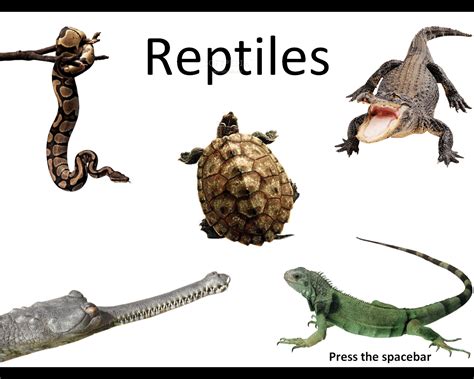10 Animales Reptiles Imagui