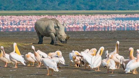 How You Can Make A Difference By Conserving Wildlife On Your Safari In