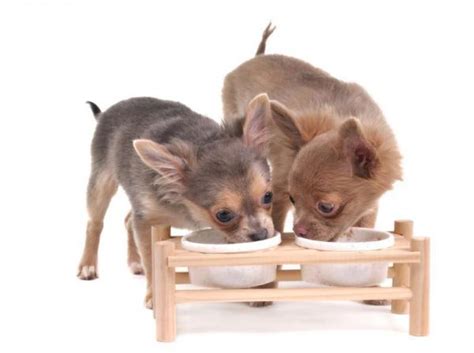 Dreaming of vomit is a grotesque dream that usually shows dissatisfaction with life in general. Why Does My Dog Vomit After Eating? - 10+ Reasons and ...
