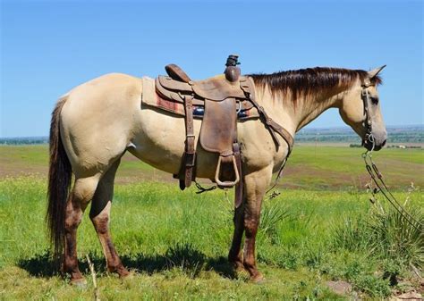 $15,000 for sale horse id: Buckskin; pretty boy ready for rodeo | Horses, Pretty horses, Quarter horse