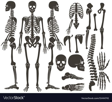 Human Bones Skeleton Dark Black Silhouette Vector Image