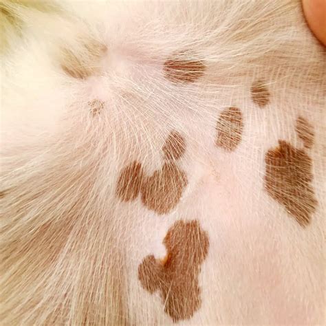 Why Has My Dog Got Spots On Her Belly