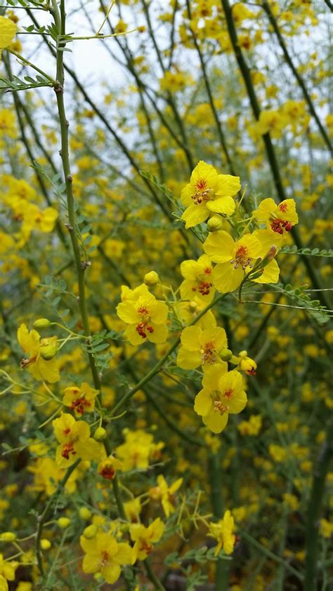 The museum palo verde is actually a hybrid of different, older palo verde species that brings the best qualities of each. 17 Best images about Flowering Trees on Pinterest | Trees ...