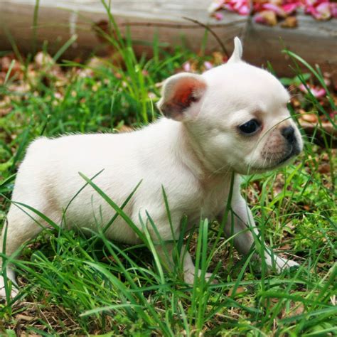 Find bulldog puppies for sale with pictures from reputable bulldog breeders. Rules of the Jungle: French bulldog puppy