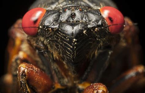 no need to be alarmed — it s just millions of mating cicadas