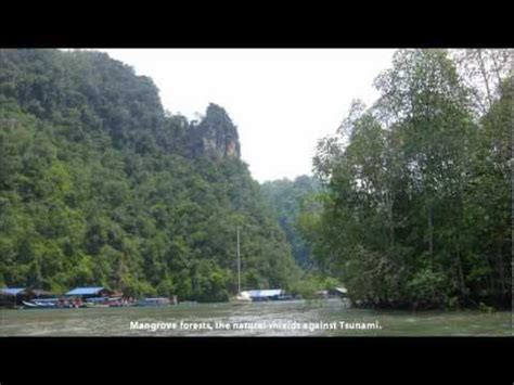 Its main features are the mangrove forests and the karstic caves spread throughout the coastline. Kilim Karst Geoforest Park (1), Langkawi - Mangrove ...