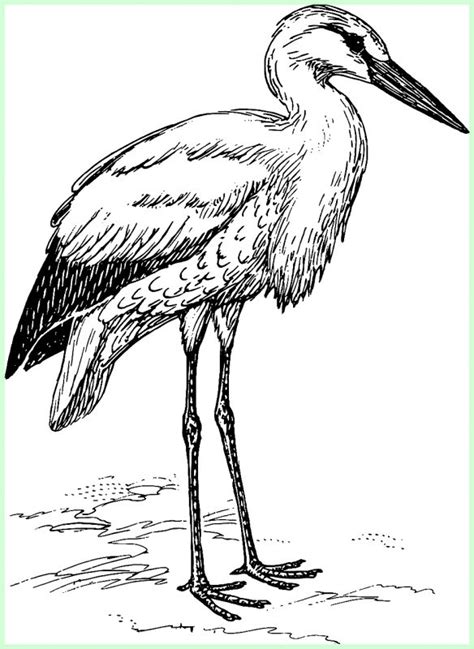 √202 Sketsa Gambar Burung Lengkap Paling Unik & Menarik - Sindunesia