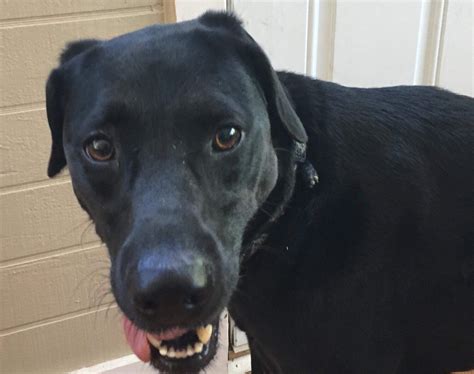 Looking for black labrador retriever puppies for sale? Dog adoption in Augusta, GA 30907: Black lab mix Dog "Nina