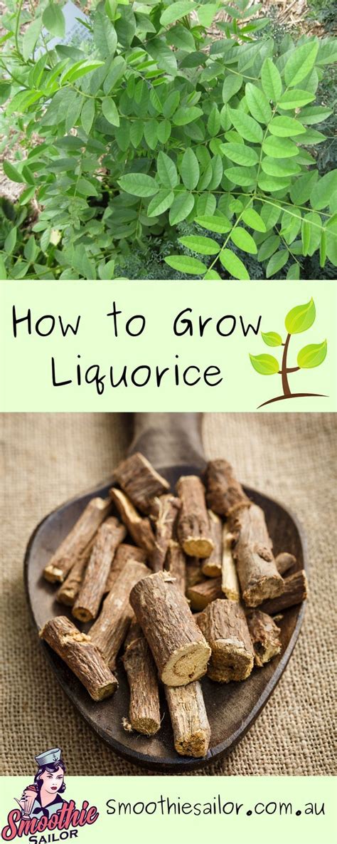 Liquorice How To Grow Where Propagation Harvest And Storage