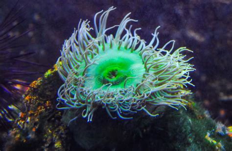 Giant Green Anemone Or Anthopleura Sp In A Marine Aquarium Stock