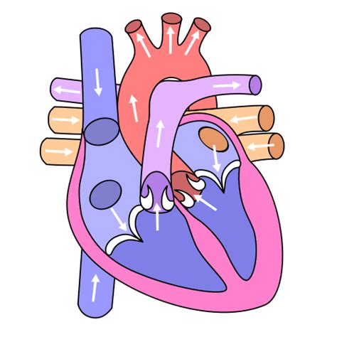 Free Heart Science Cliparts Download Free Heart Science Cliparts Png