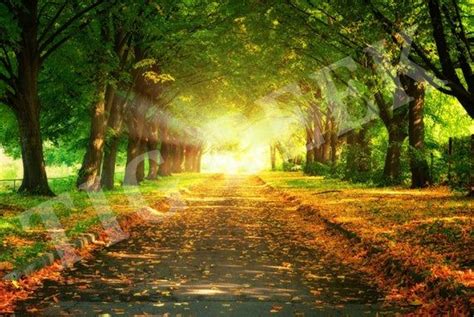 Summer Forest With Path Nature Photography Digital Backdrop Green Tree