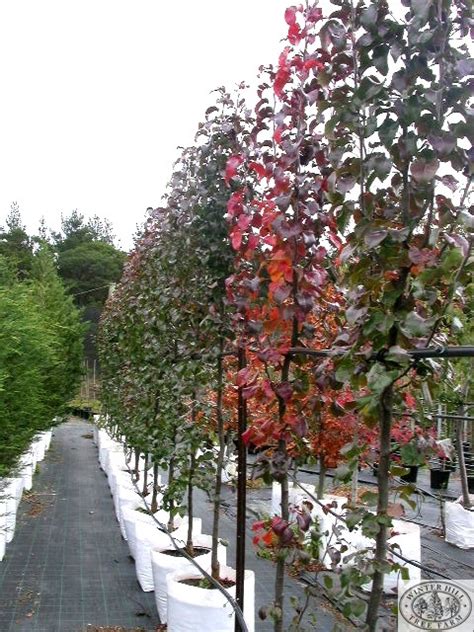 Narrow side gardens are the reality for many suburban homes but die hard gardeners don't need to sacrifice height and beauty just because their footprint is small. Winter Hill Tree Farm: Capital Pear — Pyrus calleryana Capital