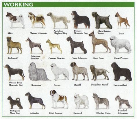 Types Of Dogs Chart