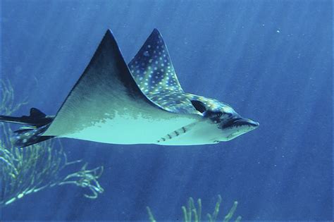 See more of eagle ray diving center on facebook. Myliobatidae - eagle rays | Wildlife Journal Junior