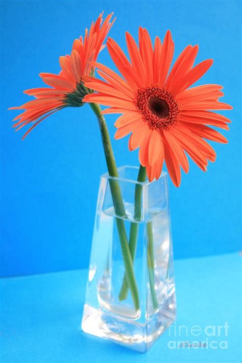 Lightroom new aqua orange background only 1 min me sikhe aisa background without any presets full proof app link click here. Orange Gerberas in a vase - aqua background Photograph by ...