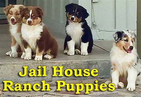 Have first set of shots. Australian Shepherd Puppies for sale in Arizona. AZ Aussie