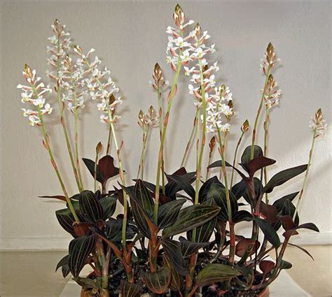 Cutaway the pseudobulb and treat it with rooting hormone to increase the chance of propagation, then replant it in warm, moist soil with good drainage. Ludisia discolor | Jewel orchid, Orchidaceae, Orchids