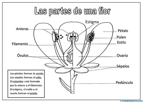 Partes De Una Flor Web Del Maestro