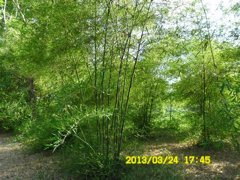 Bandar muadzam shah is a township in rompin district, pahang, malaysia. sofmurabbi.blogspot.com: Jaulah: Tadabbur Alam sekitar UUM