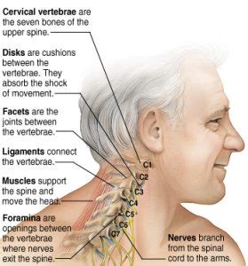 This article describes the anatomy of the head and neck of the human body, including the brain, bones, muscles, blood vessels, nerves, glands, nose, mouth, teeth, tongue, and throat. Neck Pain and Headaches in Econdido, CA | Heilman ...