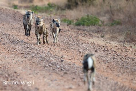 Hyenas Hound Wild Dogs For Their Meal Africa Geographic