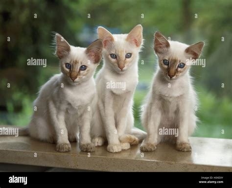 Balinese Lilac Tabby Point Hi Res Stock Photography And Images Alamy