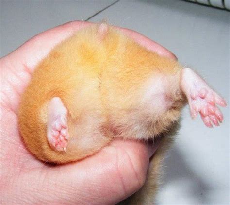 Hamster Butt In Hand Hamster Butts Know Your Meme