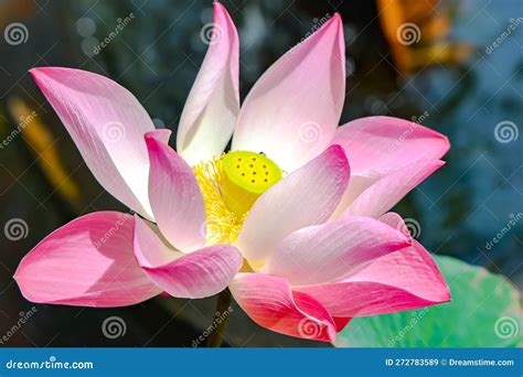 A Pink Lotus Flower Nelumbo Nucifera Against The Background Of Green