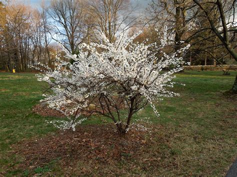 Nanking shrubs are moderate in longevity, having moderate water requirements, and a low salt & alkali tolerance. Prunus tomentosa | eGradini