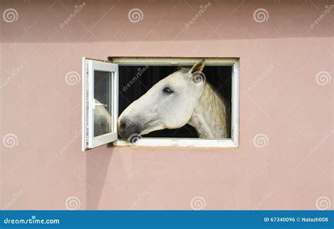 Horse Looks Out Window Stock Photos Download 42 Royalty Free Photos