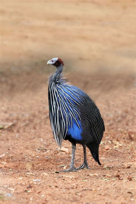 We did not find results for: Pin on Guinea Fowl