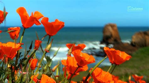 Zen Ocean Waves And Wild Flowers Californias Coast Relaxation