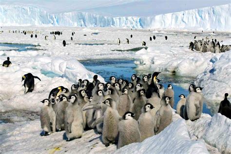 An Emperor Penguin Colony In Antarctica Vanishes The New York Times