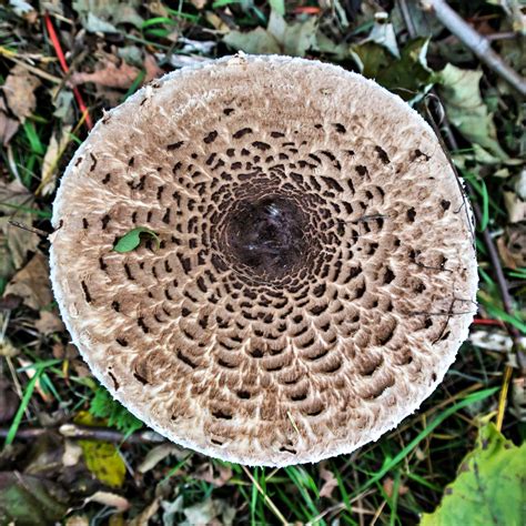 Parasol Pilz erkennen und zubereiten STAY WILD OUTDOOR