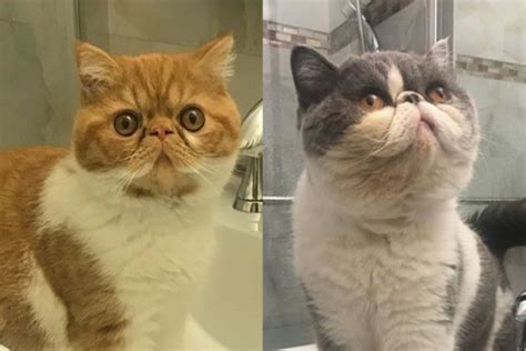 Dijual kucing persia umur 4 bulan, bonus kandang dan keranjangnya mminta 2 jutanego sampe jadi kitten kucing persia jantan longhair warna red & white bicolor (dakota) jenis kelamin: Jual Anak Kucing Persia Di Pekanbaru : Saung Kucing ...
