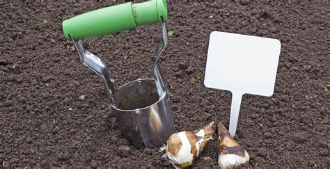 What to do with dead daffodils in the garden. Weekend How-To: Ready Your Yard For Snow