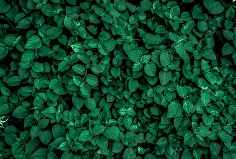 Premium Photo Dense Dark Green Leaves In The Garden Emerald Green