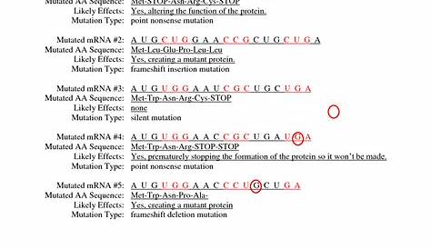 19 The Genetic Code Worksheet Answers / worksheeto.com