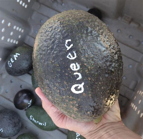 Some varieties may take as long as 15 years to begin bearing avocado fruit. Where to buy an avocado tree - Greg Alder's Yard Posts ...