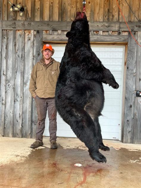 North Carolina Hunter Takes Down Massive 695 Pound Black Bear On